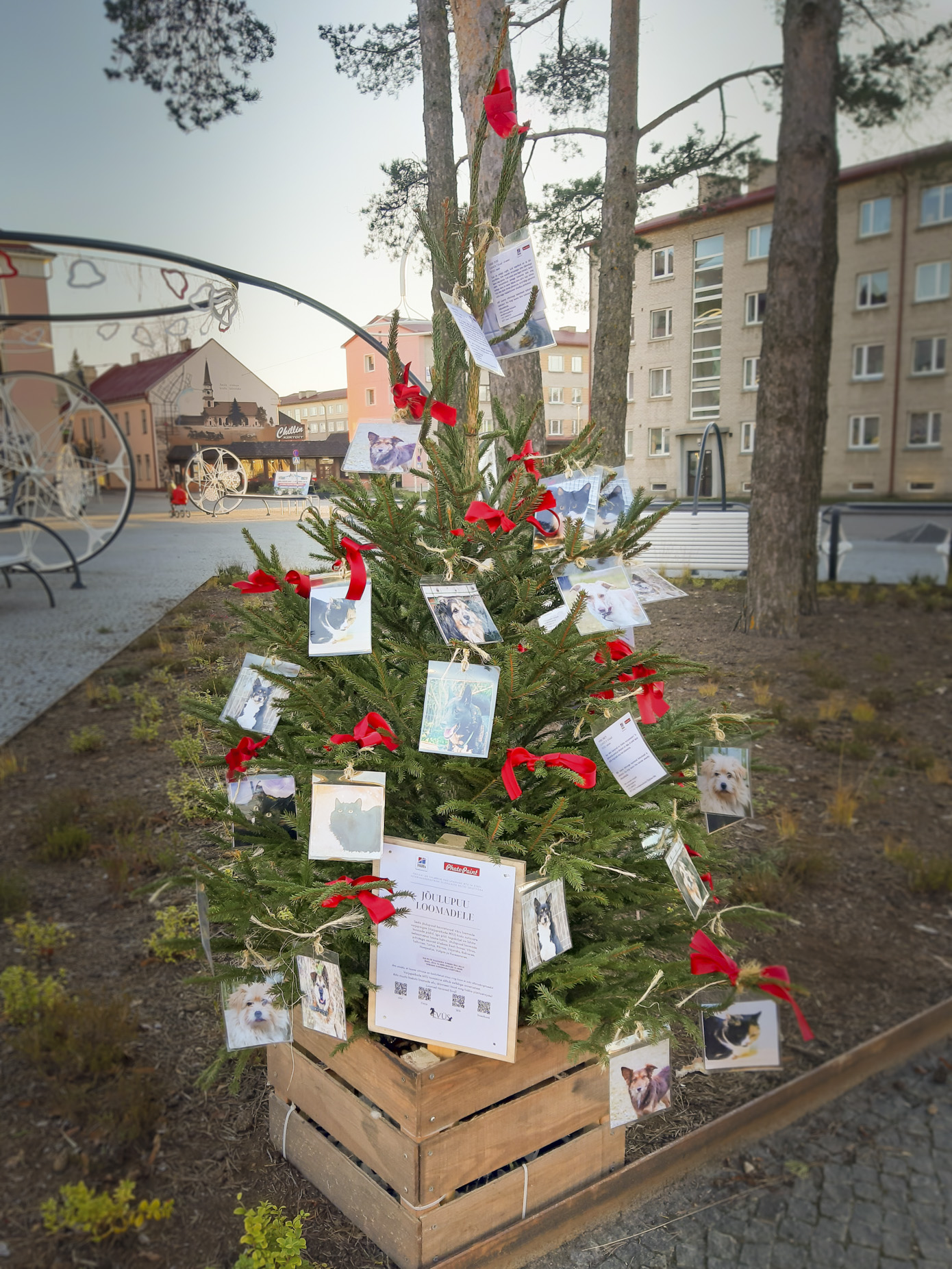 Võru linnas asub Võru loomade varjupaigas elavate ja uut kodu otsivate loomade piltidega ehitud puu linna keskväljakul. Foto: AIGAR NAGEL