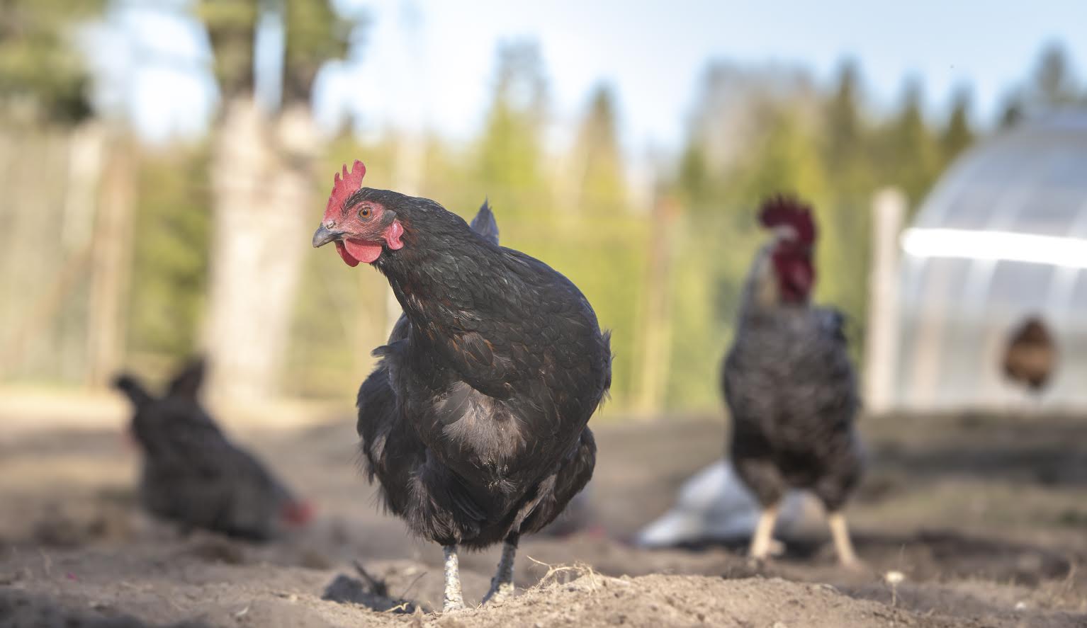 Kanade pidamine võib tunduda lihtne, aga vajab läbimõtlemist, siis võib neid edukalt pidada ka linnas, tagahoovis. Foto: AIGAR NAGEL Kanade pidamine võib tunduda lihtne, aga vajab läbimõtlemist, siis võib neid edukalt pidada ka linnas, tagahoovis. Foto: AIGAR NAGEL
