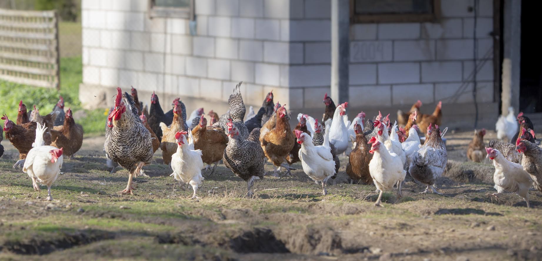 Kanade pidamine võib tunduda lihtne, aga vajab läbimõtlemist, siis võib neid edukalt pidada ka linnas, tagahoovis. Foto: AIGAR NAGEL Kanade pidamine võib tunduda lihtne, aga vajab läbimõtlemist, siis võib neid edukalt pidada ka linnas, tagahoovis. Foto: AIGAR NAGEL