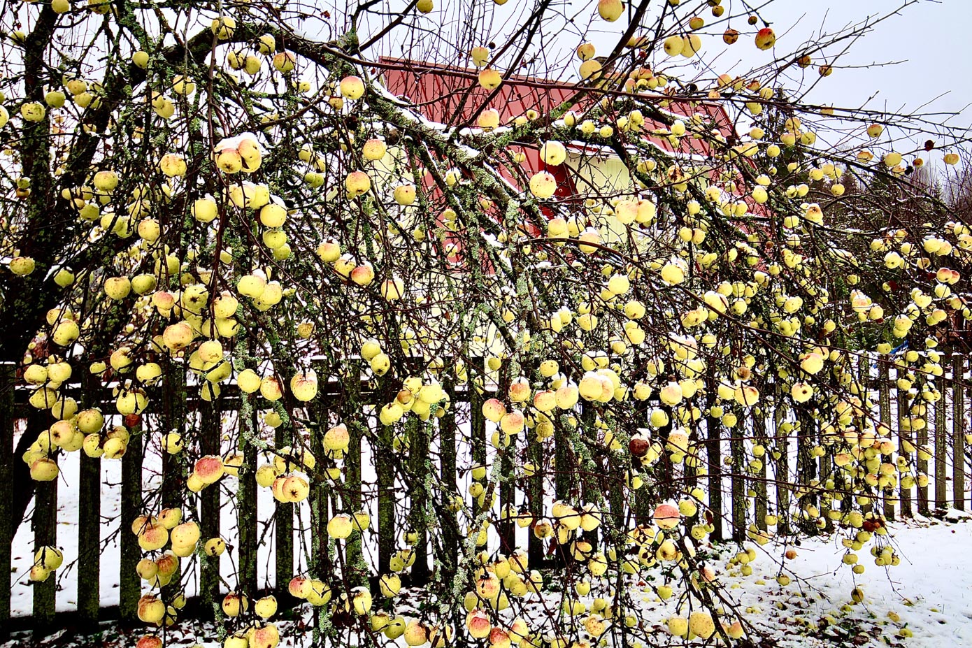 Õunapuu Haanjas novembris 2021. Foto: KALEV ANNOM