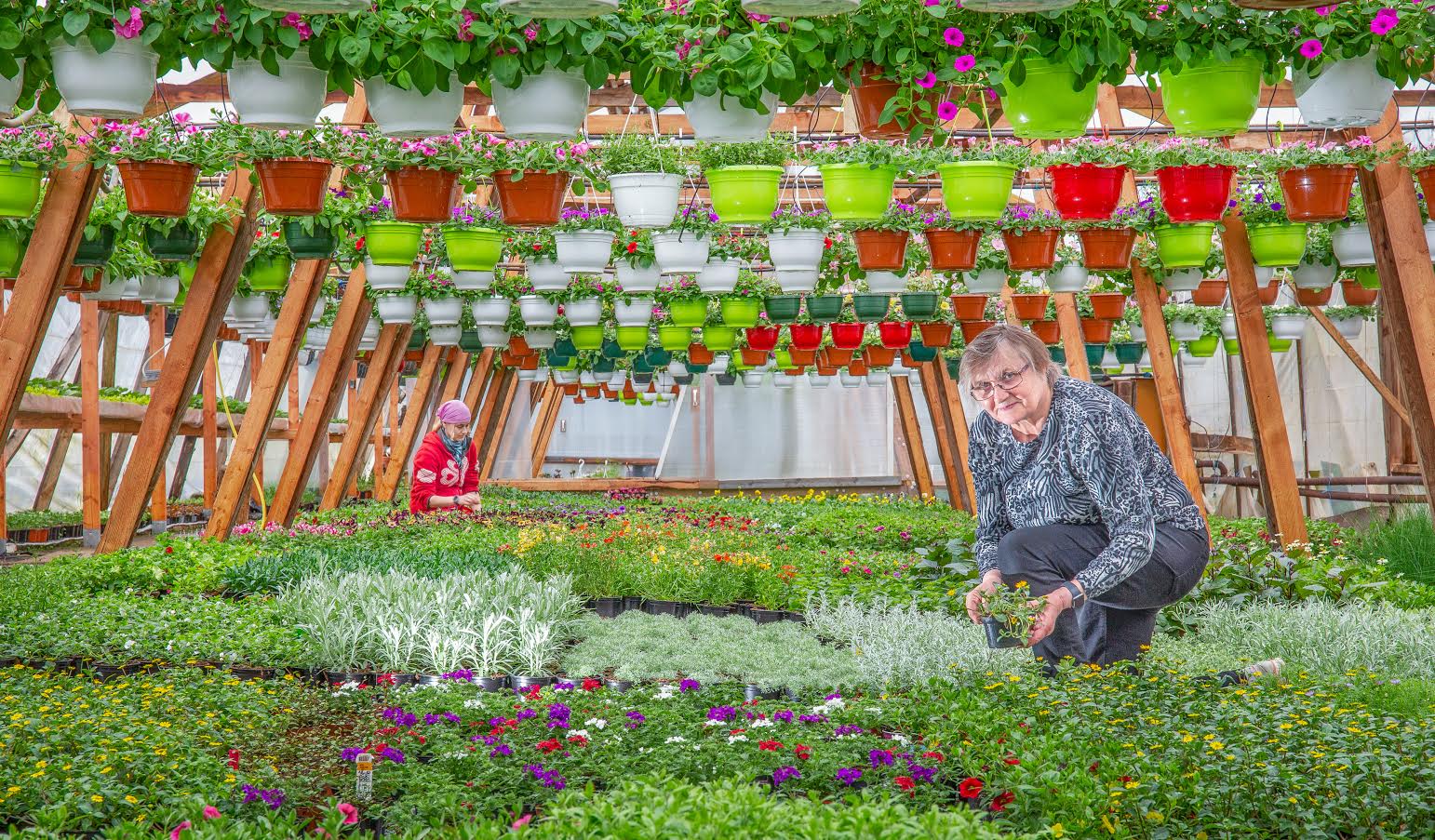 Kreutzwaldi tänaval Taimela perefirma müügikohta ja lilleaeda pidav Kaja Luts kasvatab oma lillevaliku beebitaimedest üles Kühmamäe kasvuhoonetes. Foto: AIGAR NAGEL