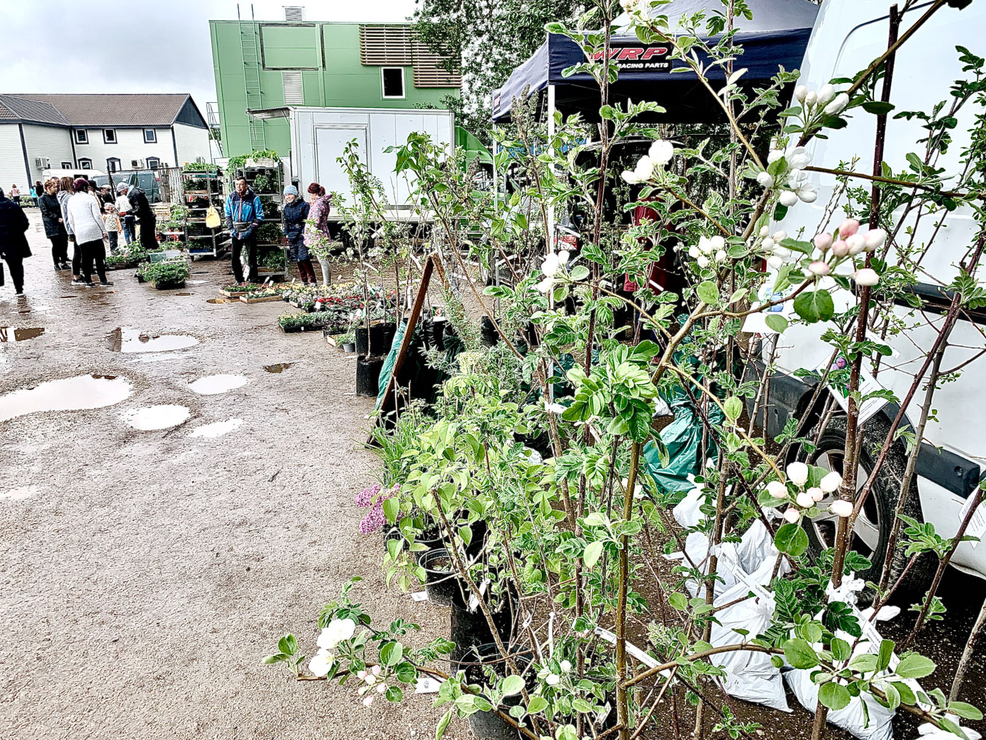 Võru turul tuli laveerida lompide vahel, kuid valik oli see-eest väga mitmekesine. Osta sai õitsevaid õunapuid ja meetrikõrguseid tomatitaimi. Fotod: VÕRUMAA TEATAJA