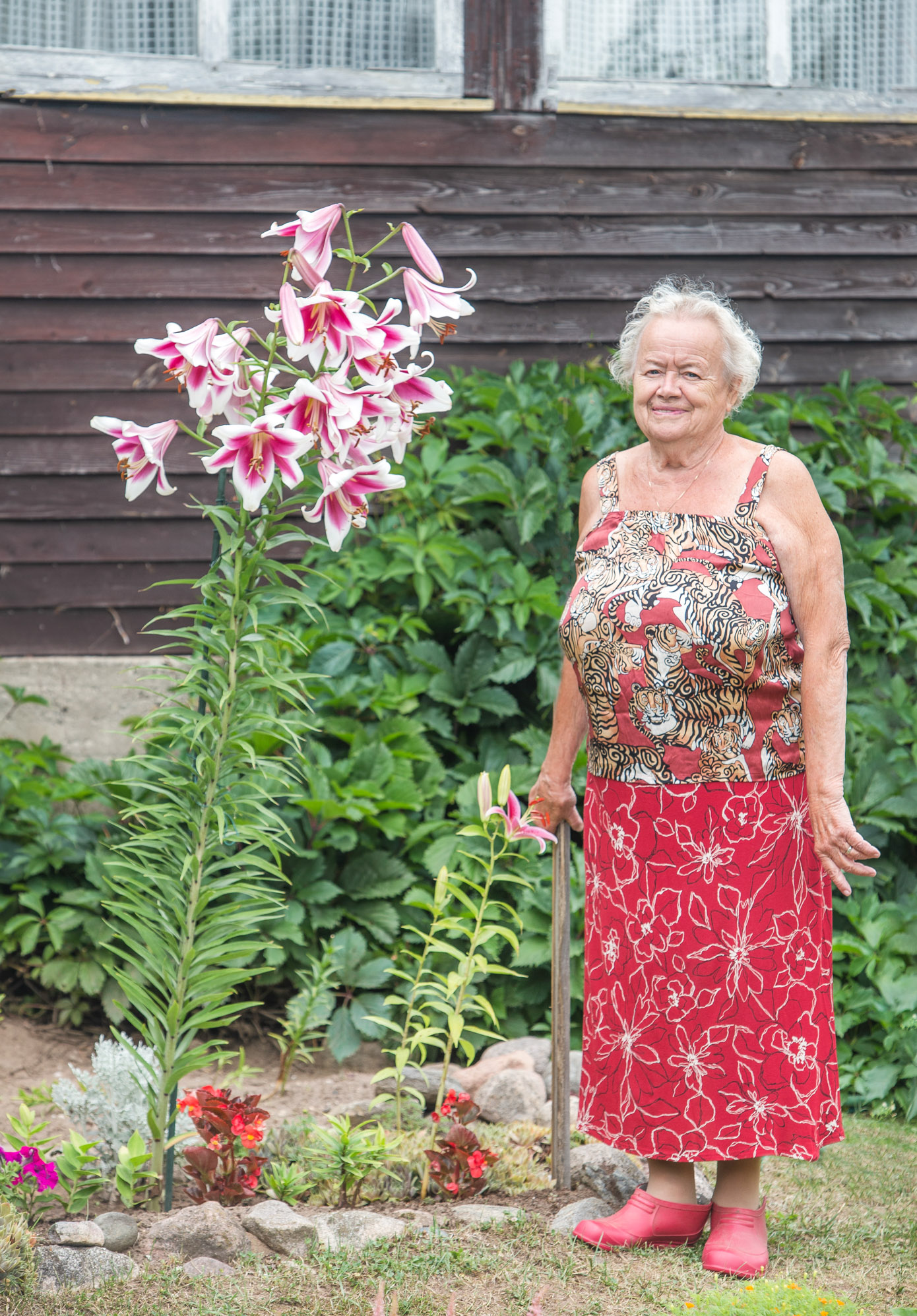 Aili Sussi aias kasvab 1,68 meetrit kõrge 18 õiega liilia, mis tundub iga järgneva aastaga endale kõrgust juurde kasvatavat. Foto: AIGAR NAGEL Aili Sussi aias kasvab 1,68 meetrit kõrge 18 õiega liilia, mis tundub iga järgneva aastaga endale kõrgust juurde kasvatavat. Foto: AIGAR NAGEL