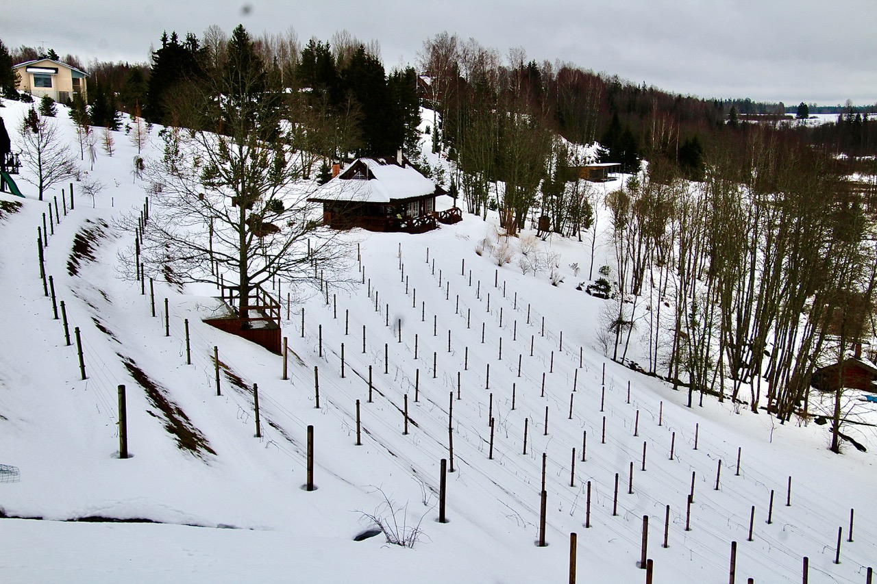 Maailma kõige põhjapoolsem terrassidel asuv viinamägi. Pildi keskplaanis veinitalu elamu. FOTOD: Kalev Annom
