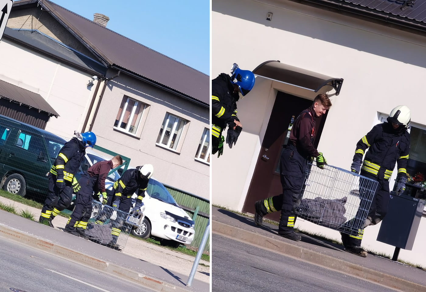 Reedene segadus: luik otsis linnas õiget rada. Lugeja foto