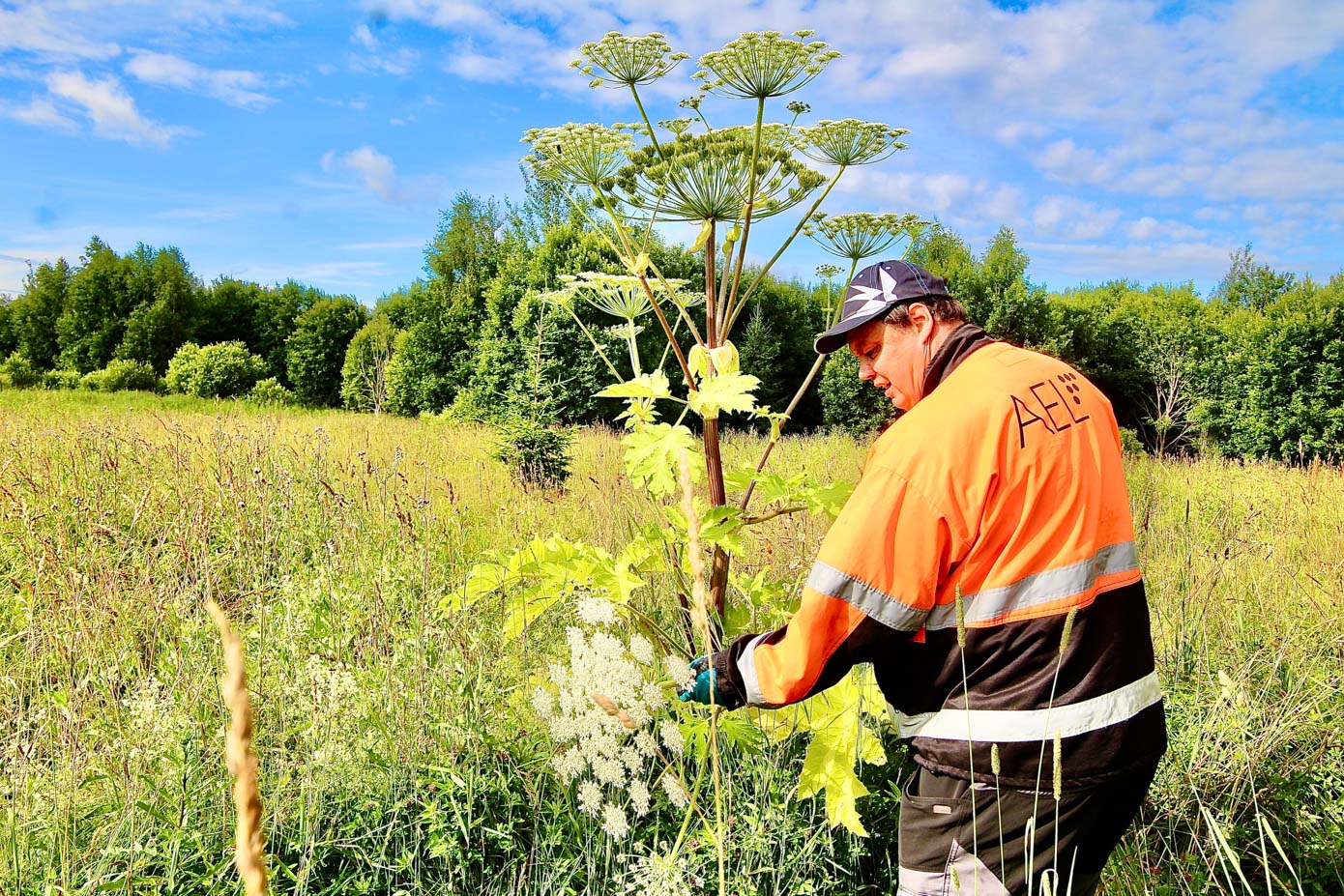 Keskkonnaameti karuputke tõrje koordinaator Marko Kukk Missos karuputkega võitlemas. Foto: KALEV ANNOM