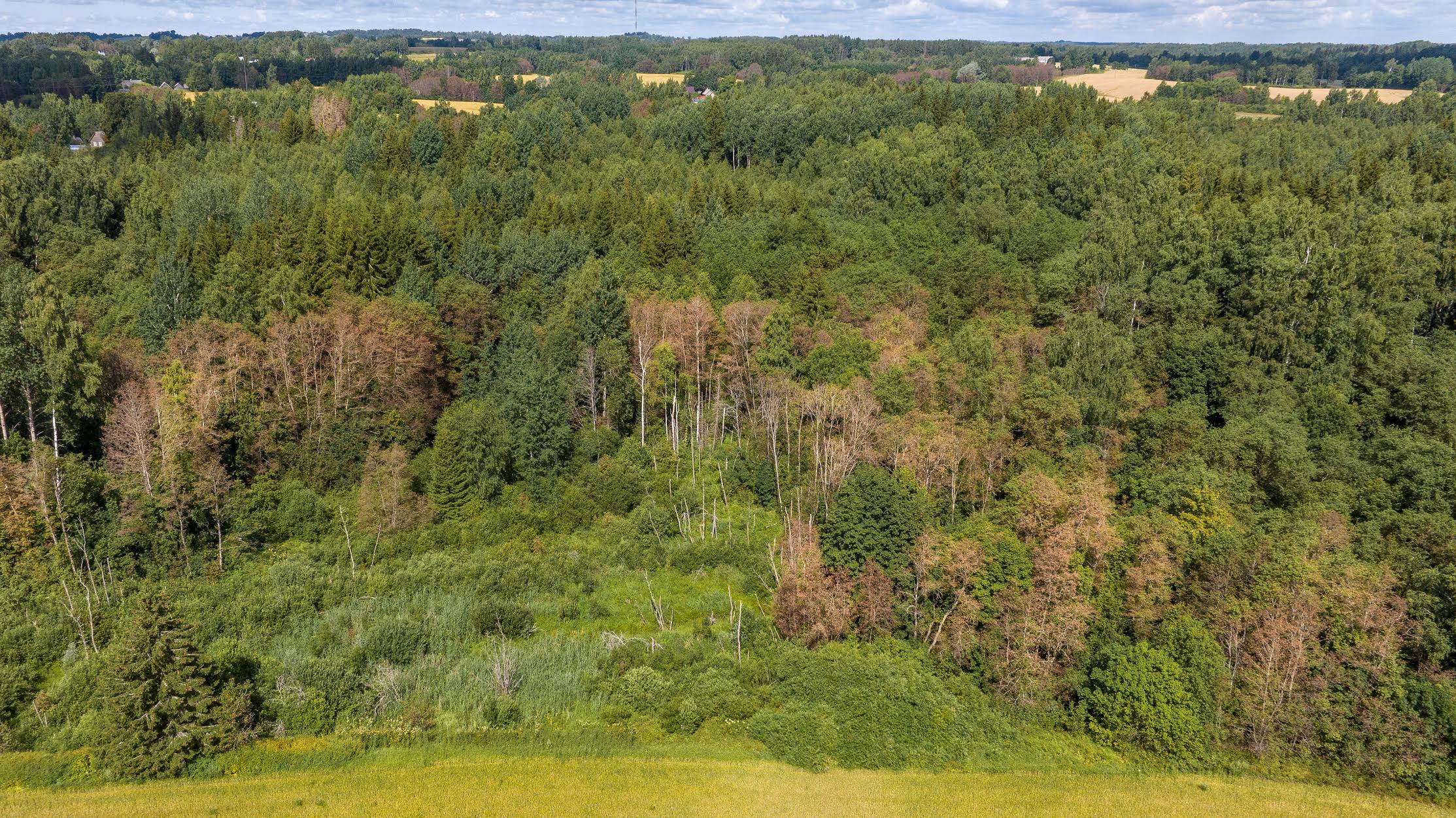 Lepapoi kahjustused on tänavu kaugele näha. Foto: AIGAR NAGEL