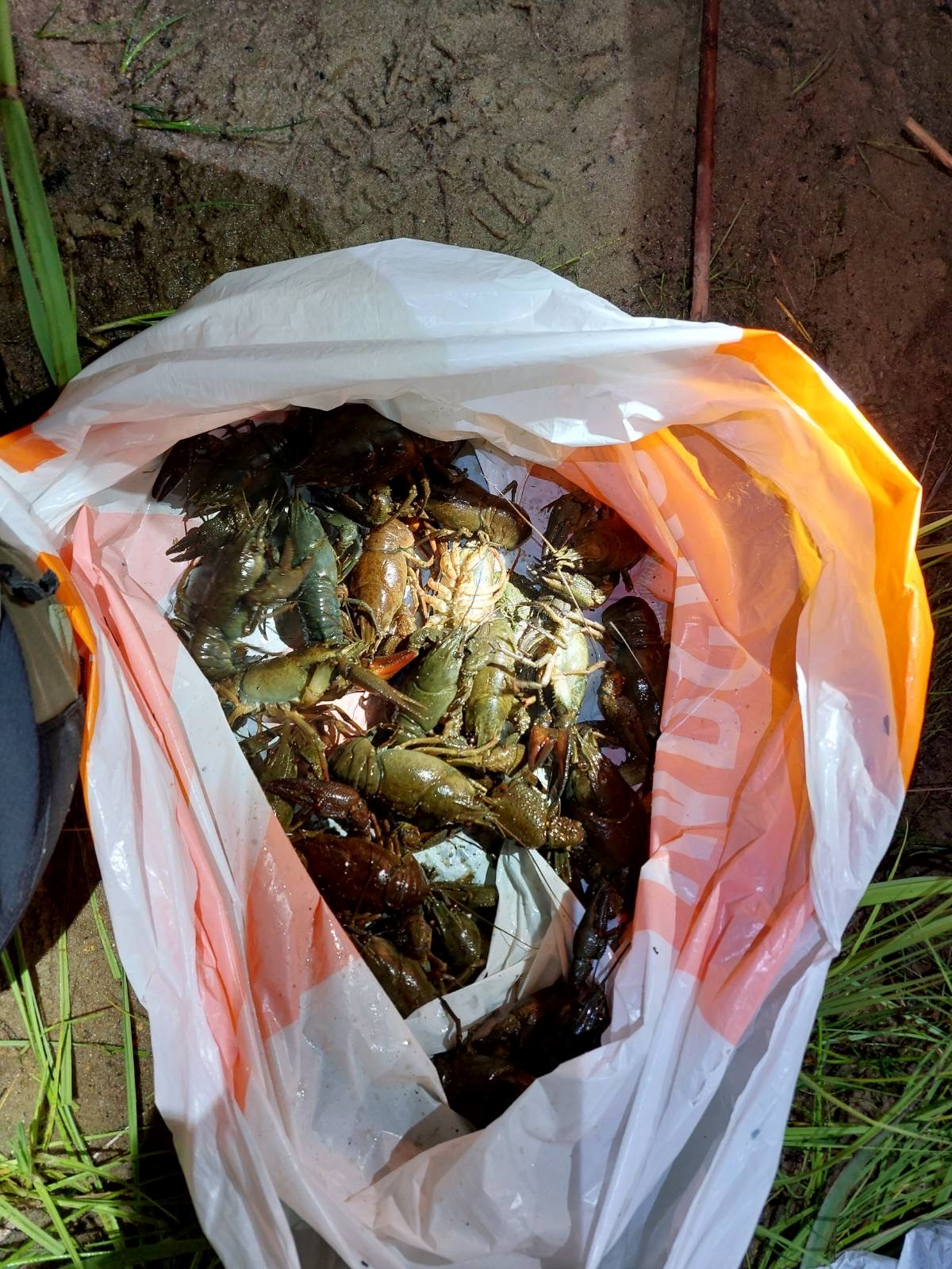 Alates 1. juulist saab taotleda vähipüügiluba