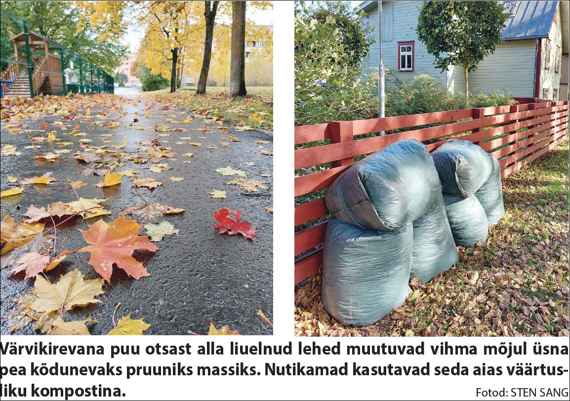 Värvikirevana puu otsast alla liuelnud lehed muutuvad vihma mõjul üsna pea kõdunevaks pruuniks massiks. Nutikamad kasutavad seda aias väärtusliku kompostina. Fotod: STEN SANG