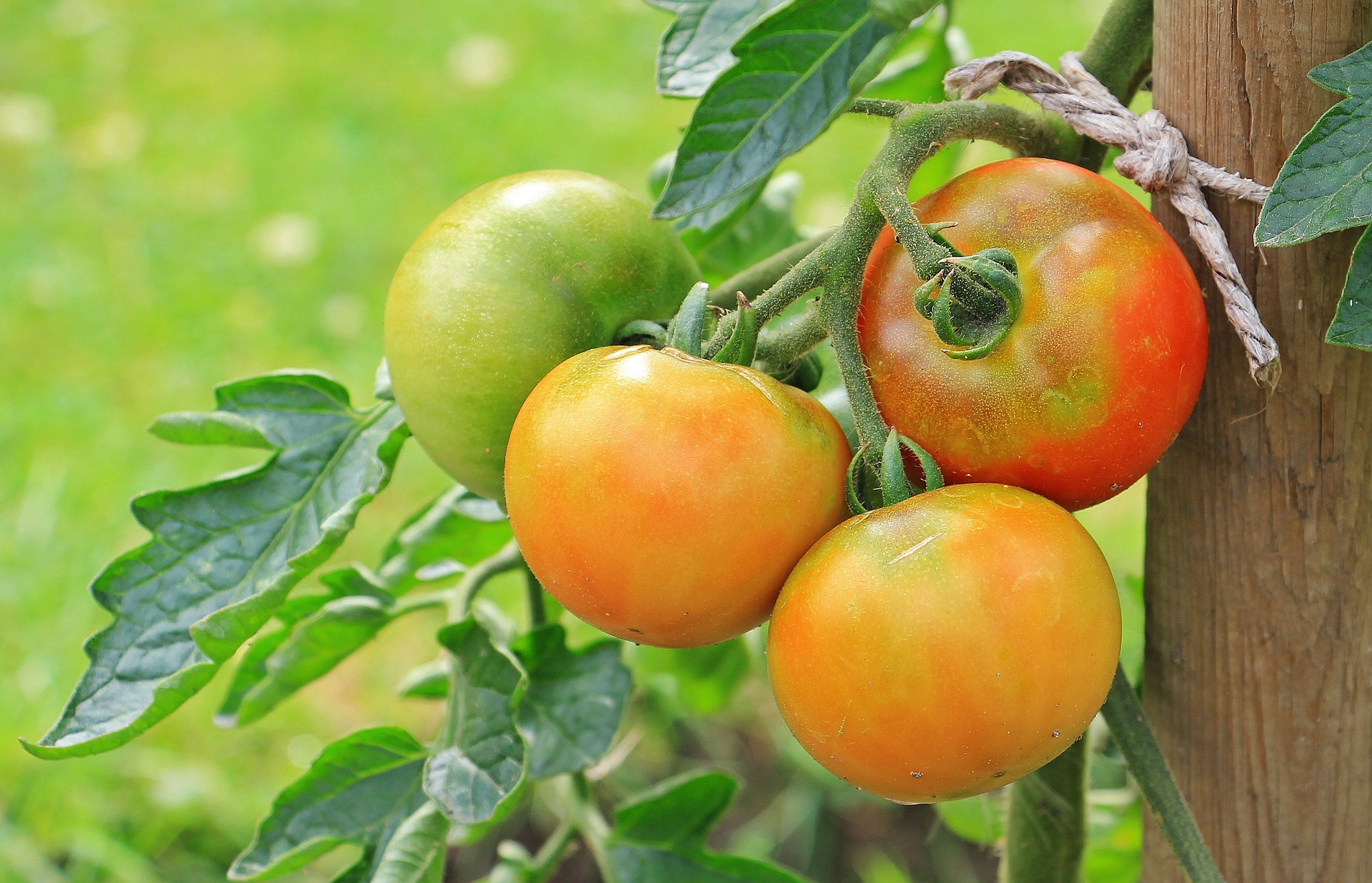 Amet hoiatab teatud riikidest pärit tomatiseemne kasutamise eest