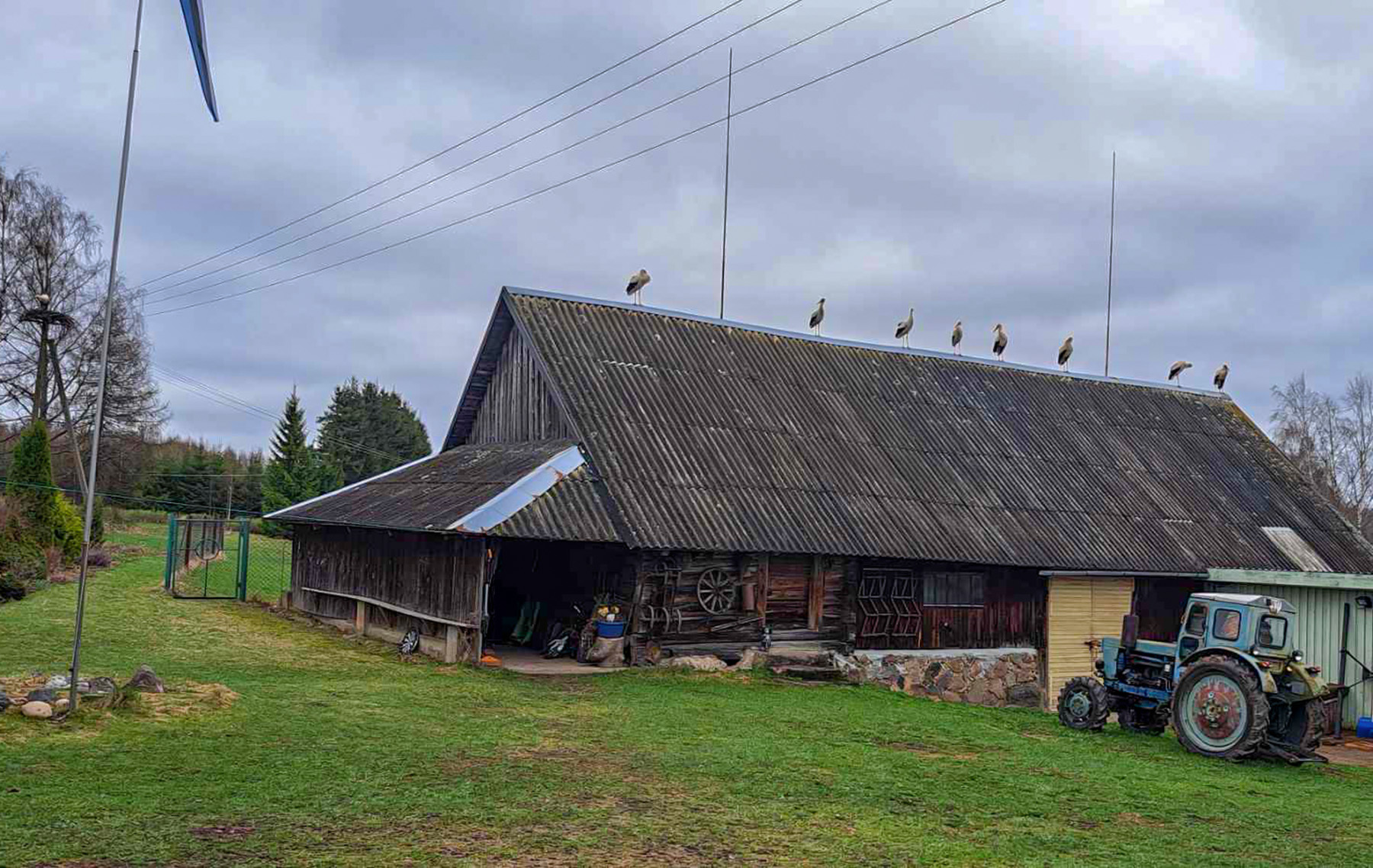 Rõuge vallavalitsuse keskkonnaspetsialisti majakatusele olid sel kevadel end ümbrust vaatlema ja jalga puhkama sättinud suisa kaheksa valge-toonekurge ühekorraga. Foto: MARGIT PÄKK / RÕUGE VALLAVALITSUS