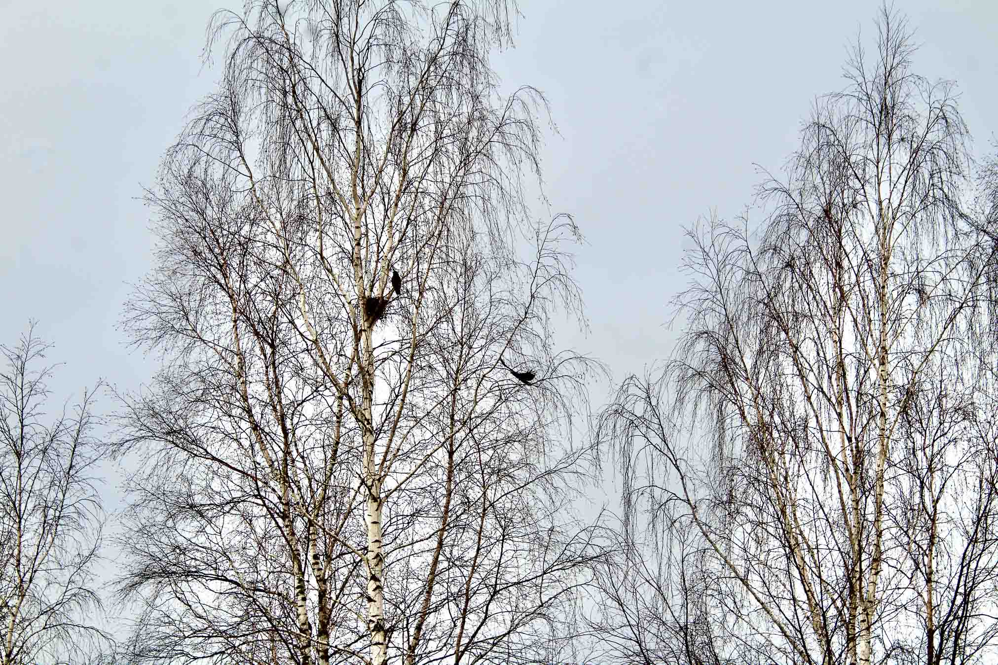 Varesed oma pesa valmis ei saanudki. Linnurahu aeg algab aprilli keskel ja lõpeb pärast jaanipäeva. Fotod: Kalev Annom