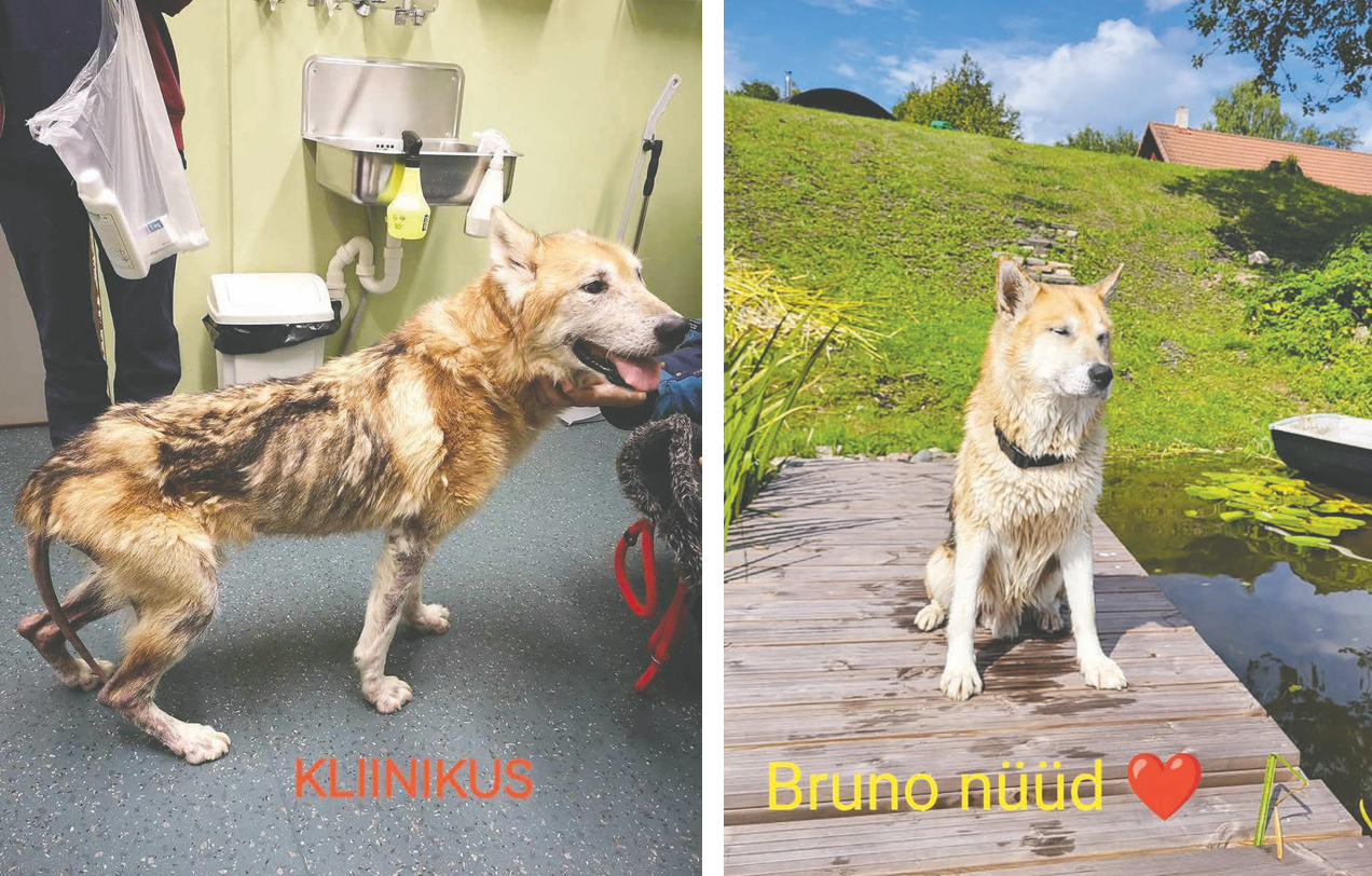 Setomaalt leitud Bruno elutingimused olid nii halvad, et ta viidi „peremehe” juurest otse klii nikusse ravile. Pärast pikka taastumist on Bruno kui äravahetatud ning saab oma koeraelust  senisest kõvasti rohkem rõõmu tunda. Fotod: EESTI LOOMAKAITSE LIIT