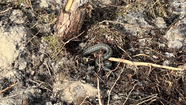 Kevadekuulutajad on liikvel, ole looduses ettevaatlik!