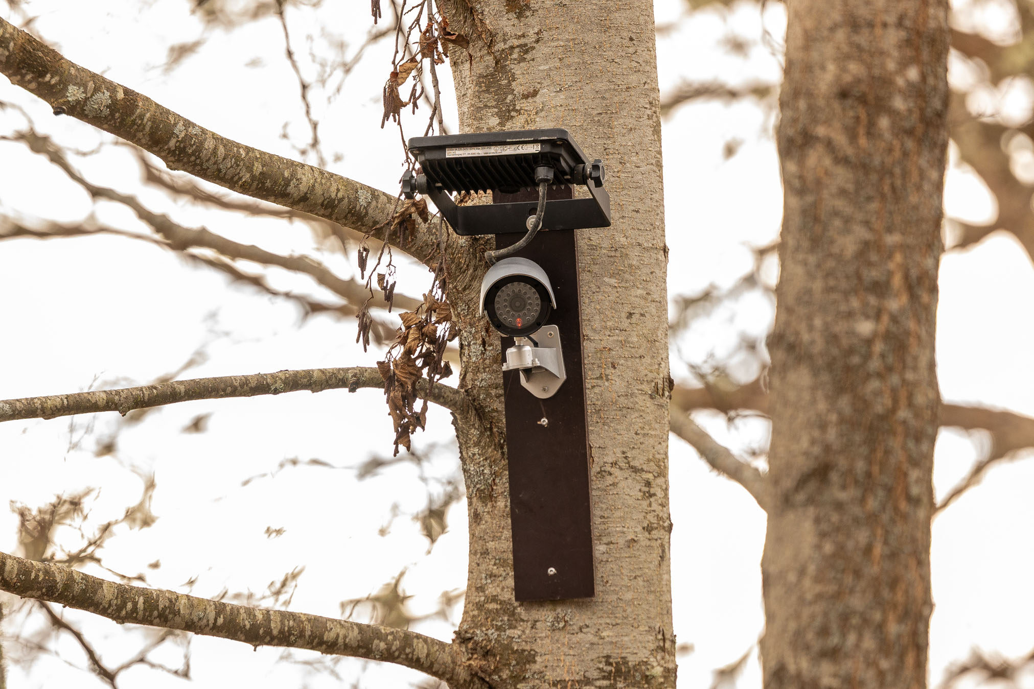 Paadisilla juures oleva puu külge paigaldatud kaamera on väidetavalt pigem jäljend, mitte eesmärki täitev seade. Külavanema kinnitusel võeti reedel valvekaamera maha. Fotod: AIGAR NAGEL