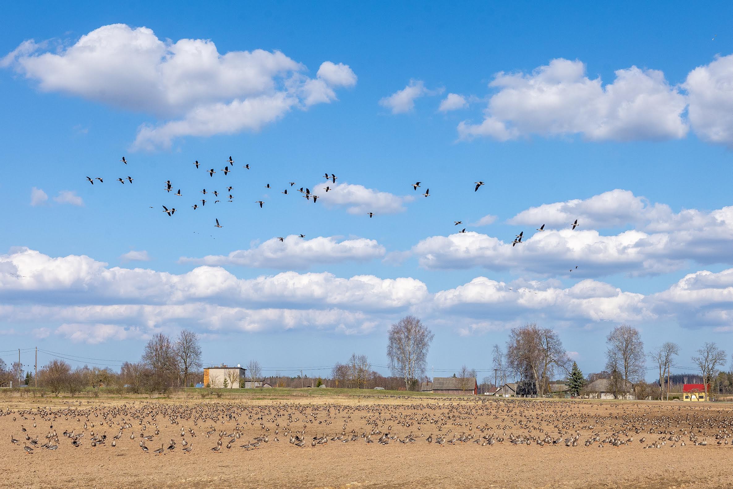 Navi külas võis taevalaotuses näha rohkelt pesitsuspaika teel olevaid rändlinde. Foto: Aigar Nagel