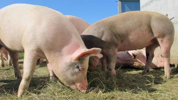 Tartumaal tuvastati sigade Aafrika katk üle 6000 seaga farmis
