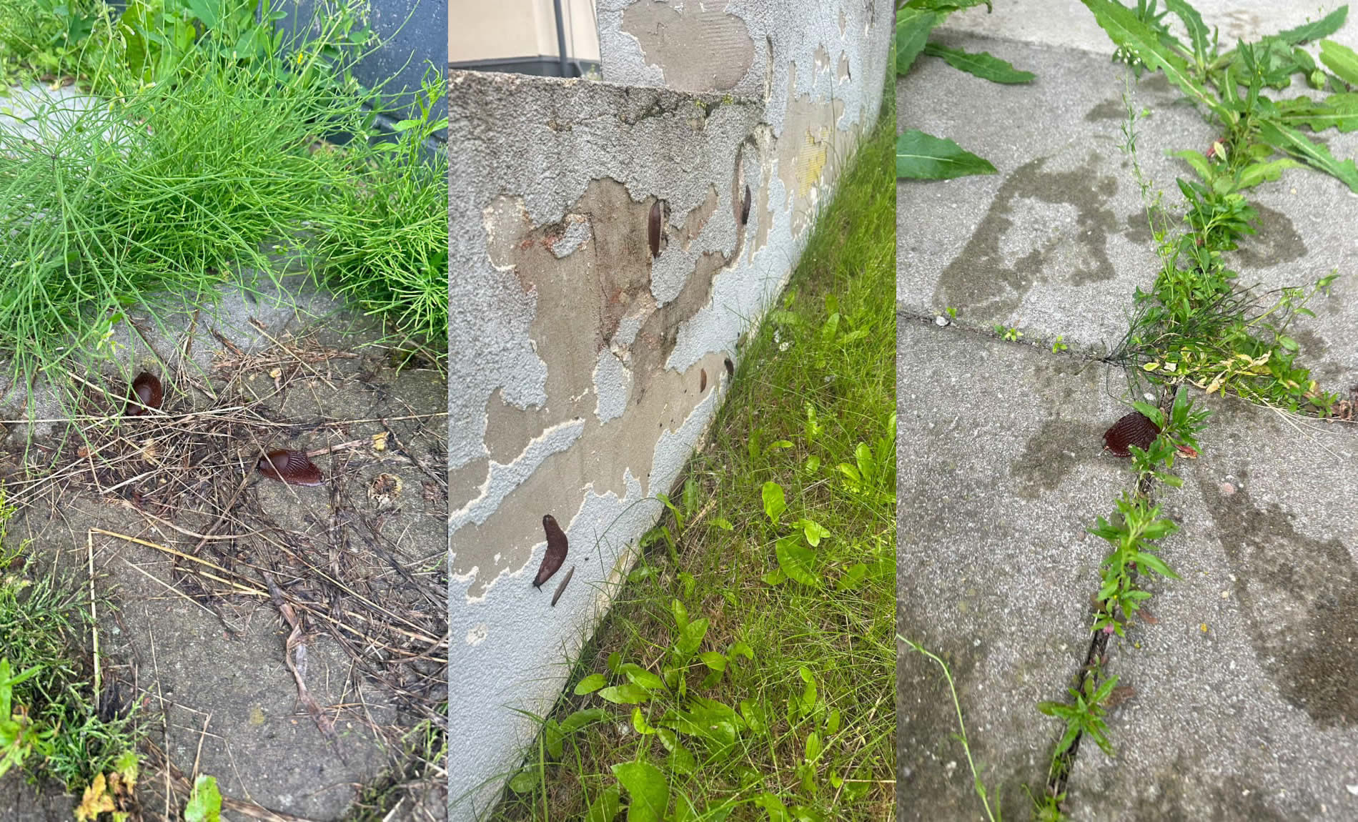 Võõrliigi levikut soosib niiske ja soine ala. Tänavune ilm on pigem kahjurite kui aednike poolt olnud. Foto: ERAKOGU
