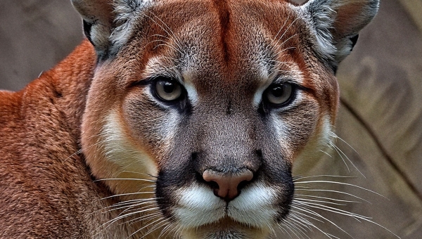 Võrumaal uitab ringi Läti loomaaiast pakku saanud puuma