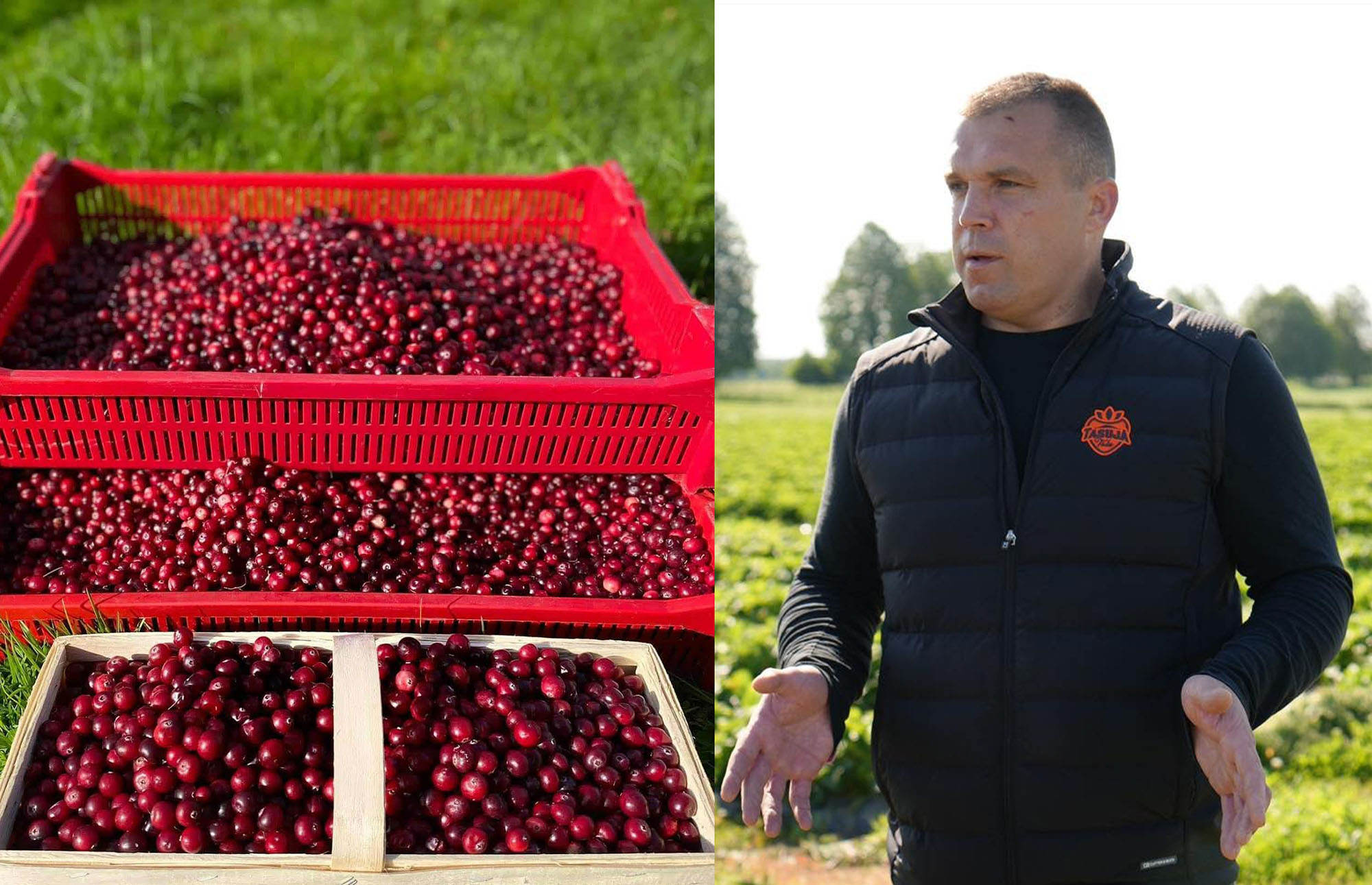 Põlvamaal Kärsa külas Tasuja talu pidav Toomas Lillo kuulutas veebis 4. septembril oma marjaostusoovist. Foto: TASUJA TALU