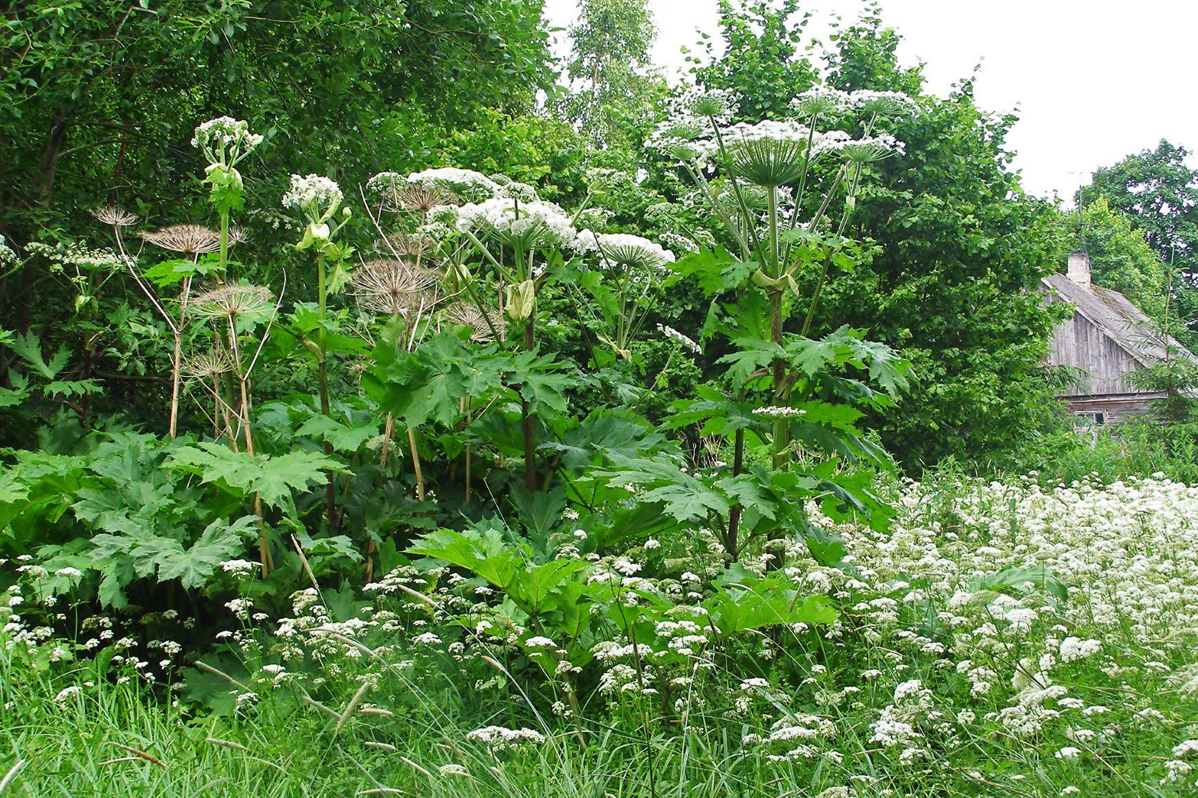 Sosnovski-karuputk Foto: Eike Tammekänd