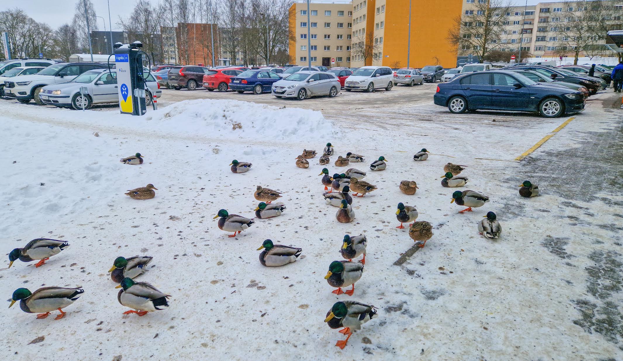 Võrumaa on oma geograafilise asukoha tõttu seni pääsenud lindude gripist. Sama ei saa aga öelda Põhja- ja Kesk-Eesti kohta, kus taud aeg-ajalt pead tõstab ja linnukasvatajatele suurt meelehärmi põhjustab. Lindude gripi nakkuse kandjateks looduses on nakatunud või nakkuse läbi põdenud veelinnud. Foto: AIGAR NAGEL