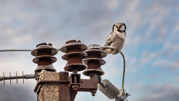 Võrgutasu keskmine hind kerkib alates juunist 3,4 protsenti