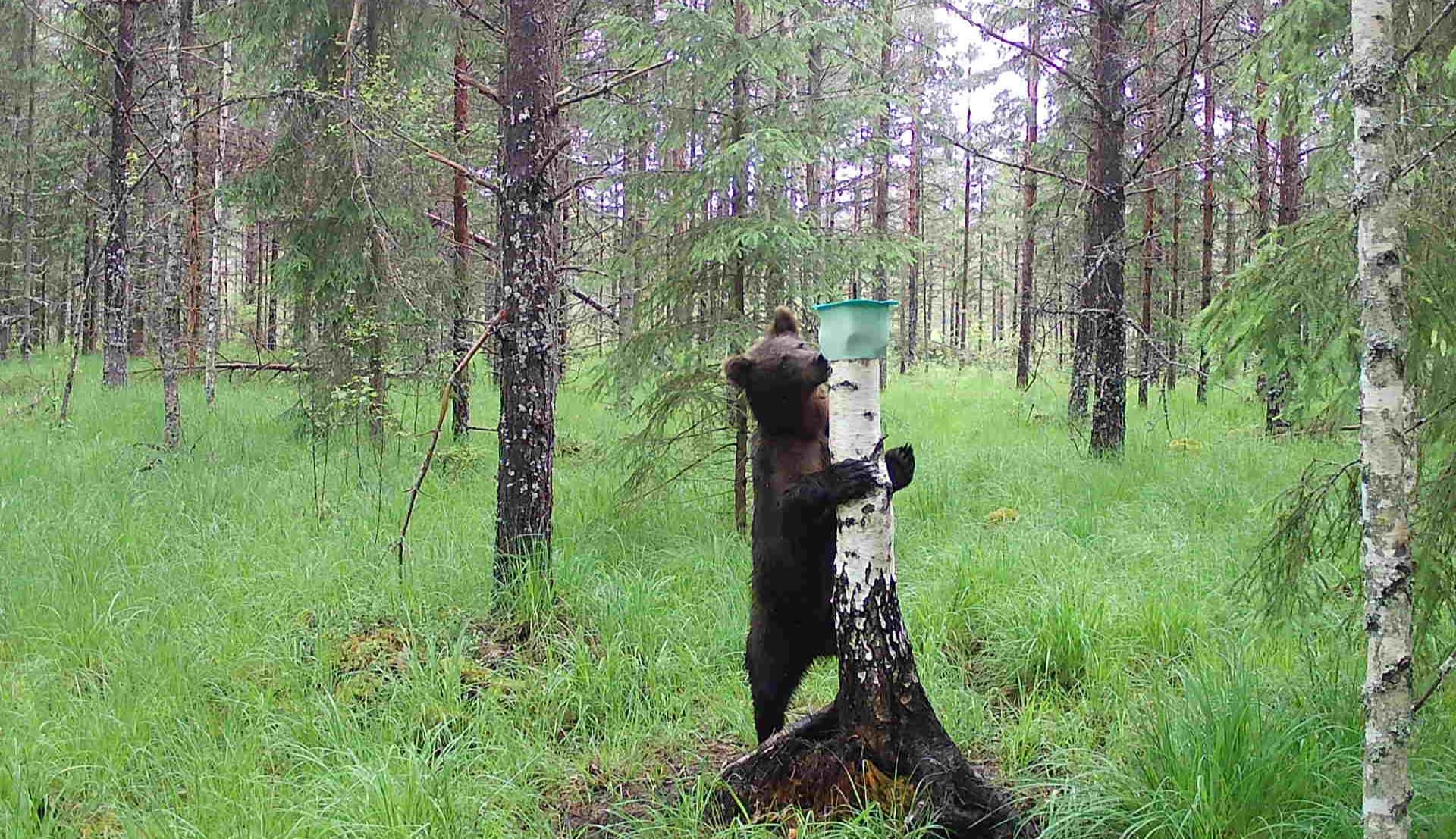 Karu lakkumas talle maiustamiseks pandud soolaämbrit. Foto: HEIKI KUUS