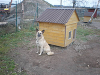 Kui teised kassid ja koerad leiavad peagi kodu, siis Rex on varjupaiga maskott ja pidev sealne elanik.  Foto: VÕRU KODUTUTE LOOMADE VARJUPAIK