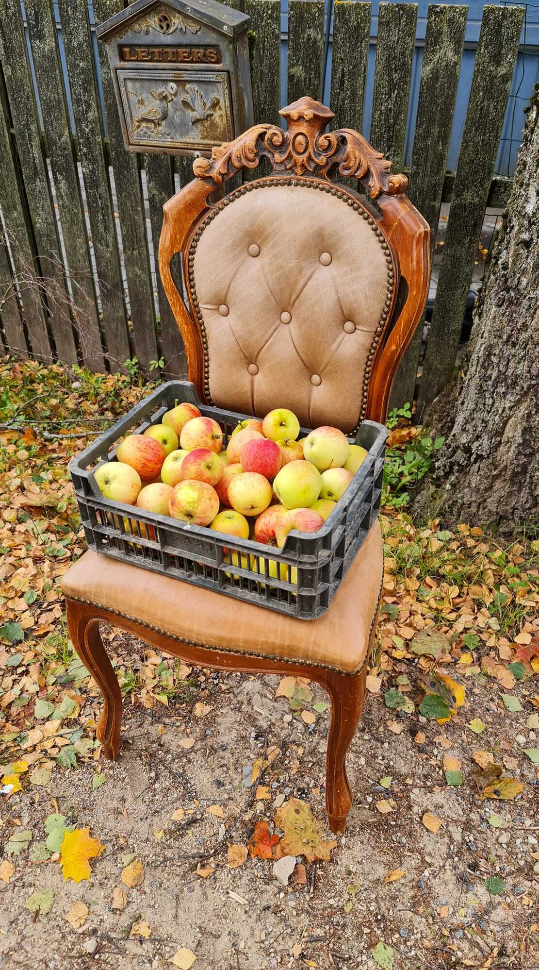 Kanepis Kooli tänaval läks tasuta pakutud õunte asemel loosi hoopiski väljapanekuks kasutatud tool. Nii jäeti õunad korviga maha ja viidi kaasa omapärase välimusega mööblitükk. Foto: ERAKOGU