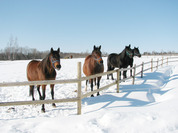 Tooma hobused on ka talvel päeval väljas. Neile see meeldib, ainult meie, inimesed arvame, et neil pole talvel õues hea olla.  Foto: HELAR LAASIK